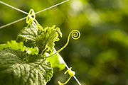 Squash vine coiled tendril