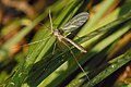 Neoempheria pictipennis (Haliday, 1833)