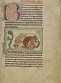 Lions licking cubs f.8r