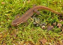 Small brown newt with orange stripe on back, on moss