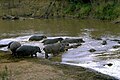 Image 8Badiar National Park (from Guinea)