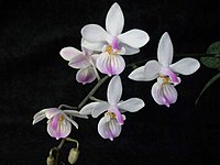 Cultivated Phalaenopsis lindenii