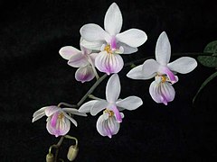 Phalaenopsis lindenii