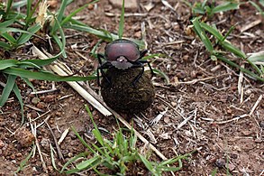 the beetle continues the 360 degree turn