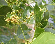 Feuilles avec des galles