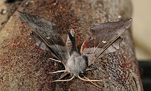 Poplar hawk-moth (Laothoe populi populi) male
