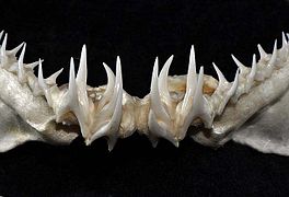 Lower teeth