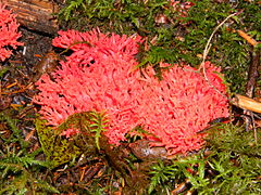 Vue de dessus de Ramaria araiospora montrant un sporophore rose foncé.