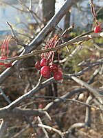 Malus sargentii has persistent fruit.