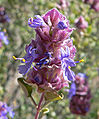 Salvia dorrii