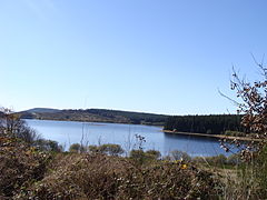 Le lac au milieu des sapins.