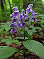 Scutellaria elliptica