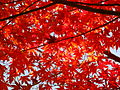 晩秋の袖ヶ浦公園は紅葉も多い。