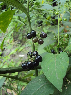 photographie de fruits de la Morelle noire.