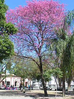 Description de l'image Tabebuia impetiginosa hábito 2.jpeg.