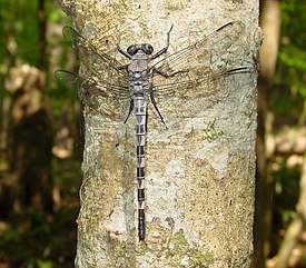 Стрекоза Tachopteryx thoreyi