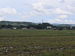 Rice field in Tanay, Rizal