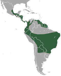 Distribuição geográfica do tapiti, em verde-escuro.