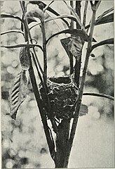 Nest wedged in the branches of a sapling