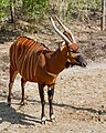 [3] Bongo (antelope)