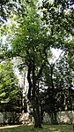 Tulpenbaum im Schlossgarten Welzenegg