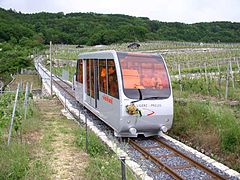 car in the vineyards (2005)