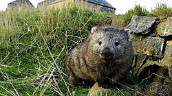 Wombat from Adelade