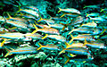 Image 42The yellowfin goatfish changes its colour so it can school with blue-striped snappers (from Coastal fish)