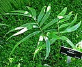 Zamia standleyi