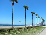 海浜緑地 ヤシの木