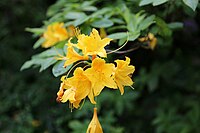 Yellow flowers