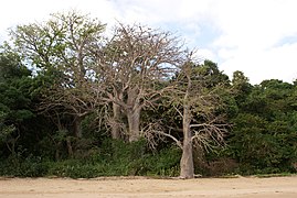 Baobabs durant l'hiver austral.