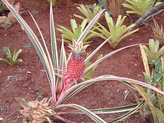 Red pineapple