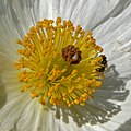 many stamens