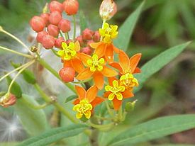 Asclepias curassavica