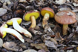 Aureoboletus flaviporus