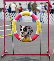 A blue merle in a dog agility competition