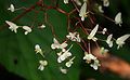 Inflorescence (Costa Rica)