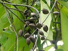 Dehiscing fruit