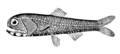 Image 23Most mesopelagic fishes are small filter feeders that ascend at night to feed in the nutrient rich waters of the epipelagic zone. During the day, they return to the dark, cold, oxygen-deficient waters of the mesopelagic where they are relatively safe from predators. Lanternfish account for as much as 65% of all deep sea fish biomass and are largely responsible for the deep scattering layer of the world's oceans. (from Pelagic fish)