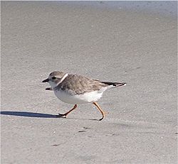 Charadrius melodus