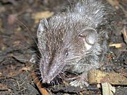 Gray shrew