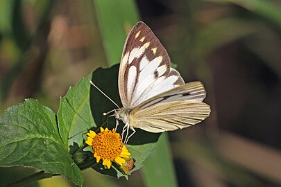 C. n. phryne male dry season form, Nepal