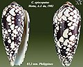 Conus episcopatus Motta, A.J. da, 1982