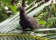 A brown parrot