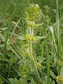 Cruciata laevipes