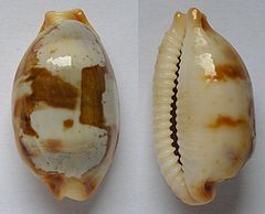 Description de l'image Cypraea stolida.jpg.