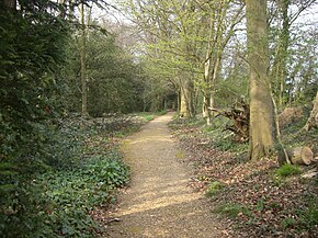 Path covered in sandy gravel winding through open woodland, with plants and shrubs growing on each side of the path