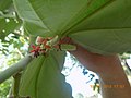 Detalle de fruto cuajado, forma cilíndrica alargada en verde cuando inmaduro.