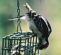 Hairy Woodpecker on feeder.